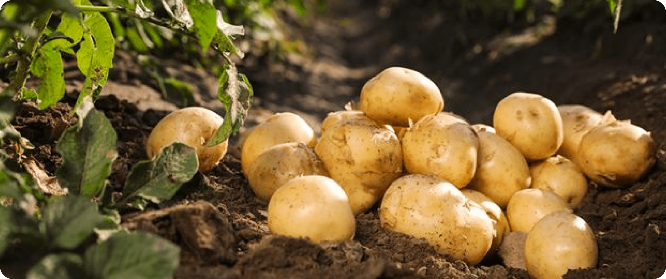 Potatoes in field